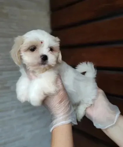 Lhasa Apso Mini Dourado Macho - Pelagem Incrível e Muito Carinhoso!