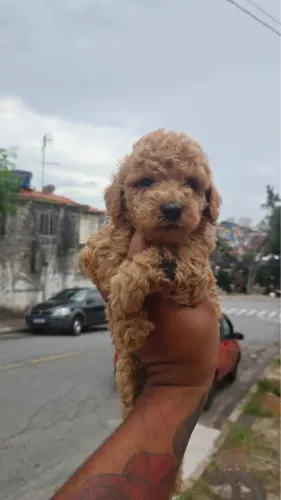 Poodle machos Red  com ótimas condições e valores 