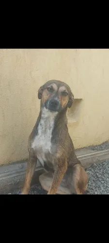 Doa-se cachorro