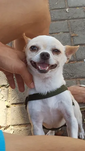 Colocando meu cachorro cruzar 