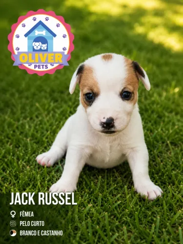 Jack russel 