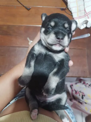 Filhote de cachorro fêmea