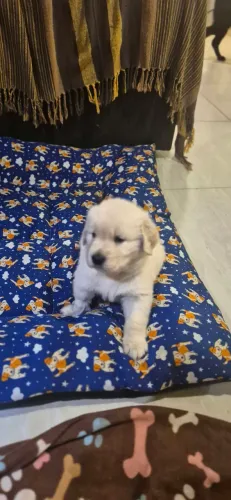 VENDE-SE filhote fêmea GOLDEN RETRIEVER 