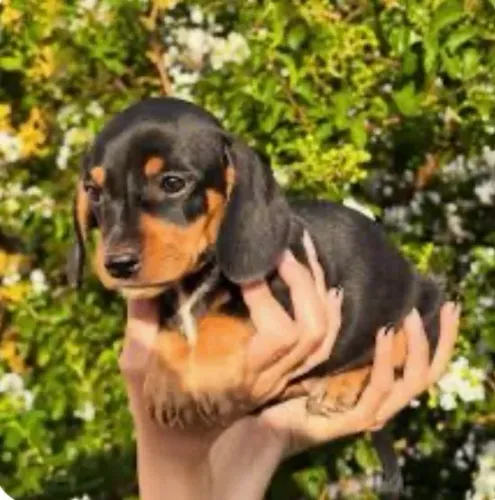 Basset ?Salsicha? Dasch