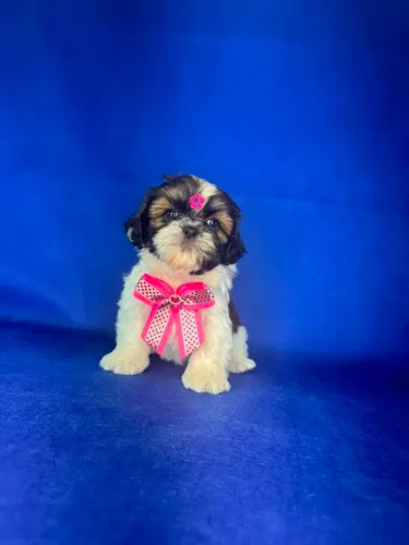 Filhote de cachorro