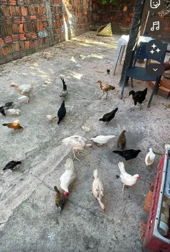 Vende se galinha e galo garnizé