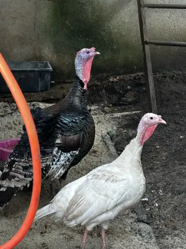 Casal de Peru