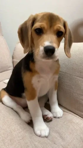 Filhotes de Beagle | Seu novo pet está aqui!