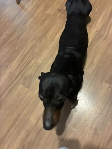 Cachorro salsichinha