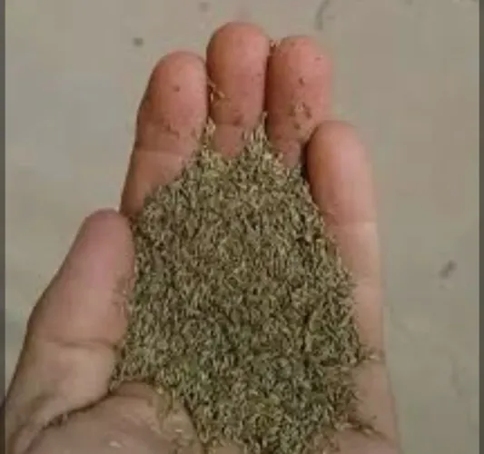 Semente de bengo