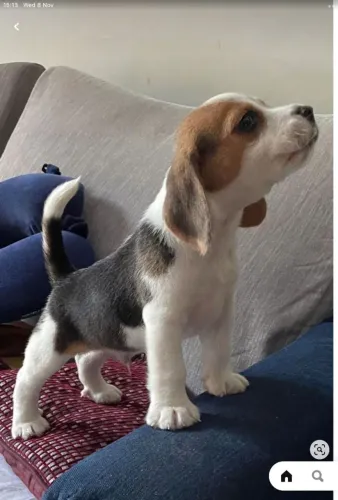 Filhotes de Beagle | Muito carinho em quatro patas.