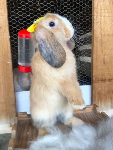 Coelho Mini Lop 