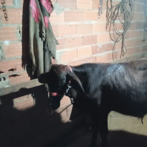 Boi para alugar e venda
