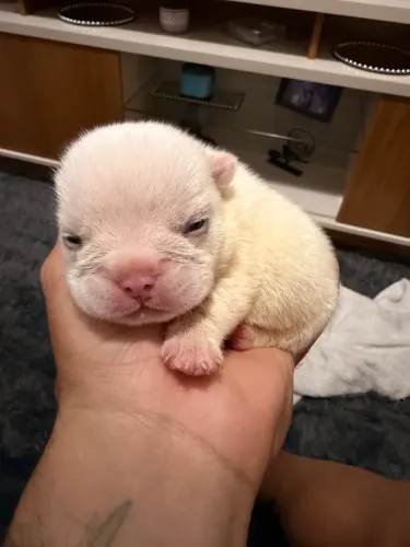 Filhote buldogue francês 