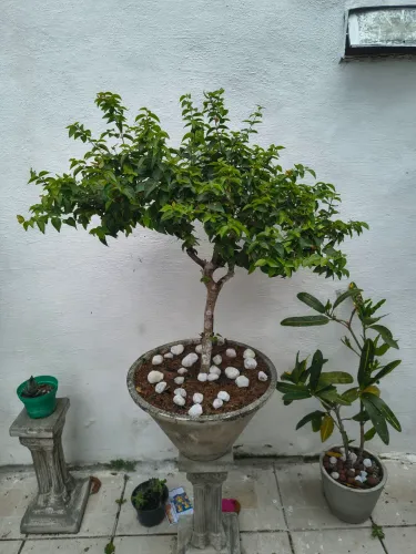 Bonsay frutífero de pitanga vermelha com mais de 8 anos