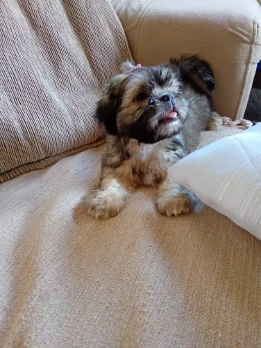 Filhote de Shihtzu