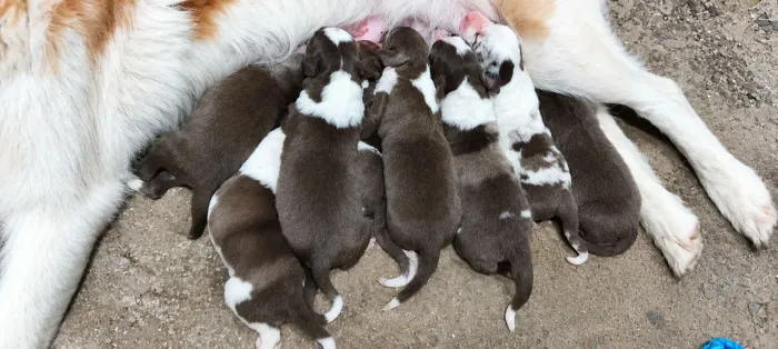 BORDER COLLIE