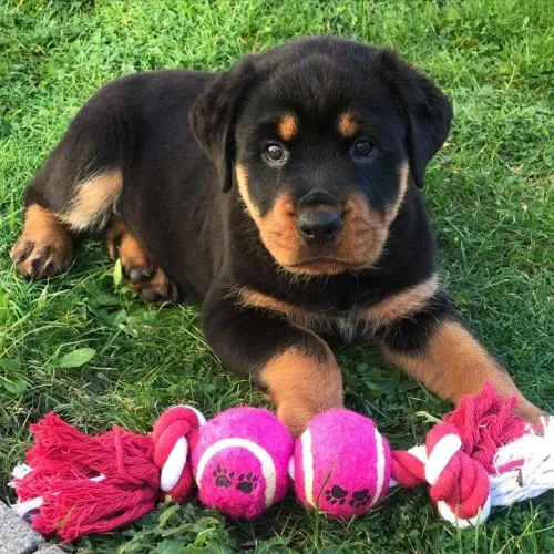 Cão de guarda rottweiler
