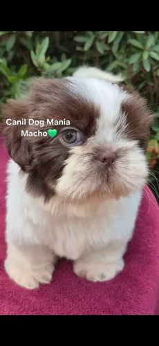 Filhotes de SHIH TZU MACHO