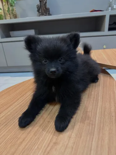 Filhote de Lulu pomerania