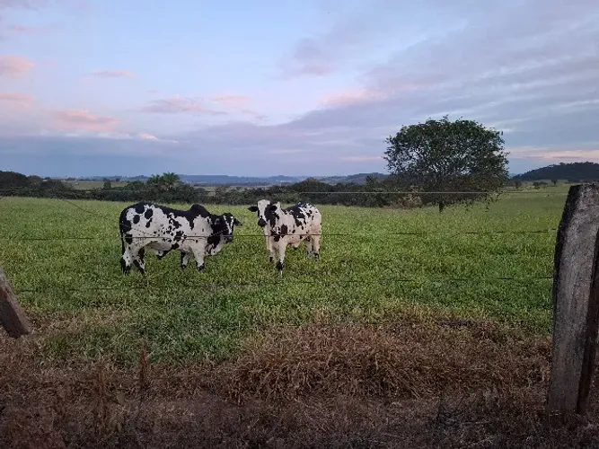 Touros Nelore Pintado P.O. e Bezerros Padrão da Região de Uberaba a partir de R$ 10.500,00