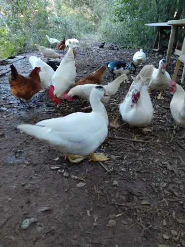Vende-se patos