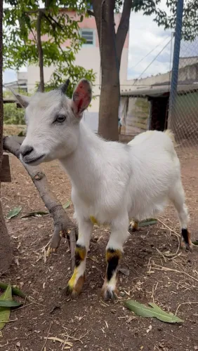 Mini cabra prenha