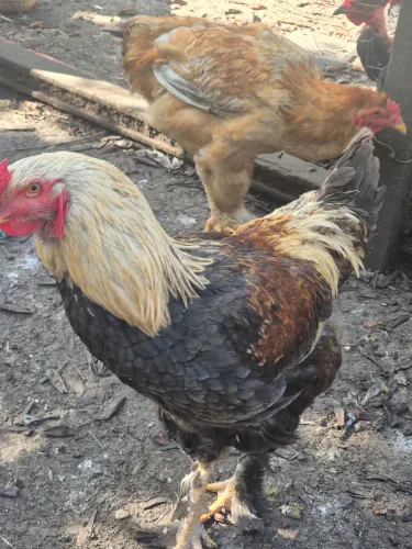 Frangos