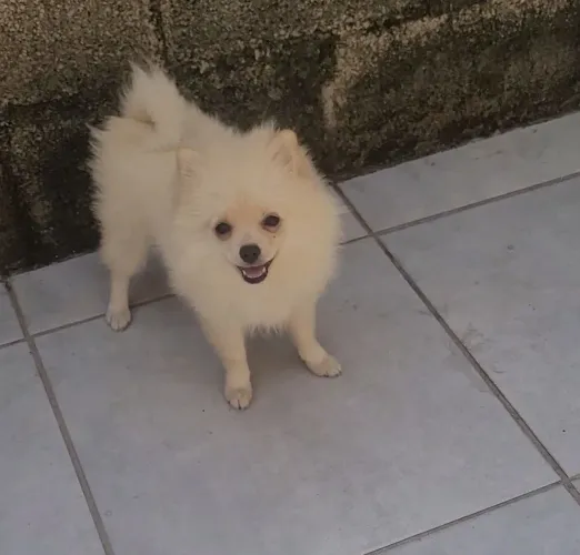 Spitz alemão fêmea 5 meses