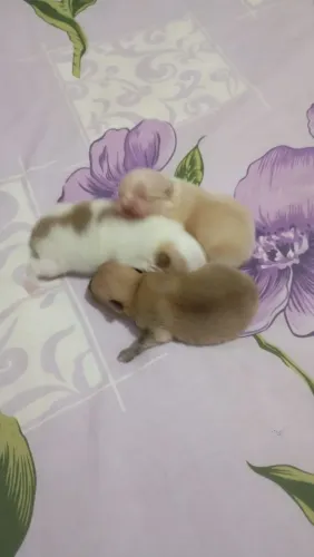 Spitz alemão machos 