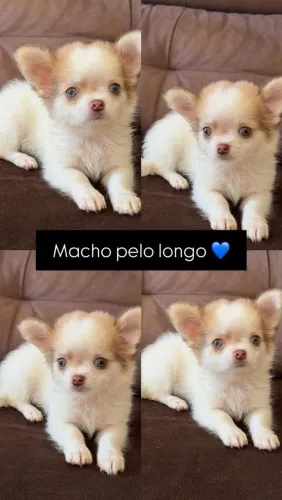Chihuahua, 60 dias