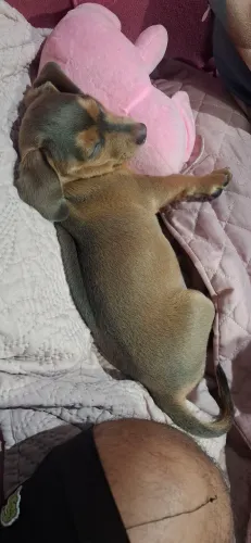 Basset fêmea