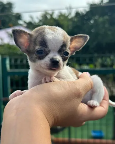 Filhotes chihuahua