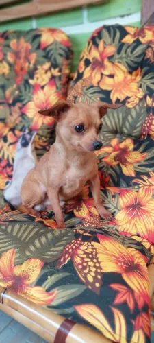 Pinscher