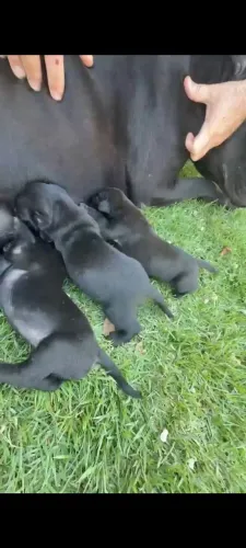 Filhotes de Cane corso 