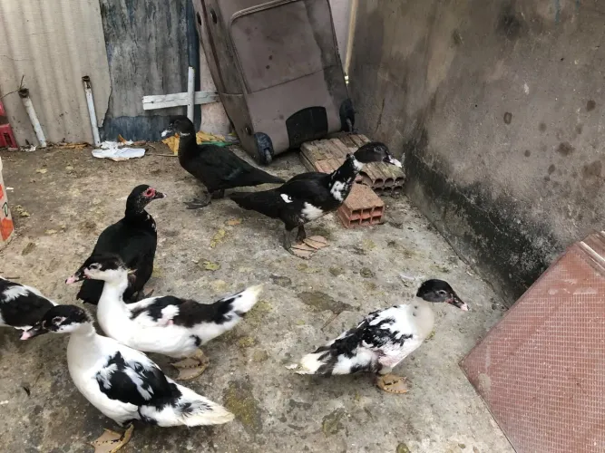 Pato 