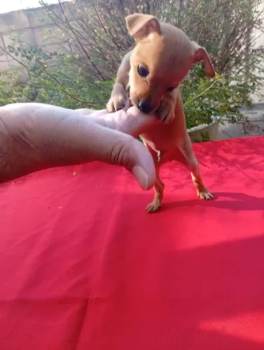 Pinscher 00 filhote ativo e muito esperto