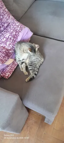 Gata pra doar