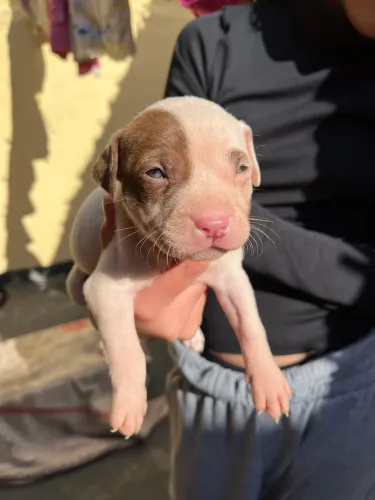 Pitbull Filhotes Vermifugados - Machos e Fêmeas Disponíveis