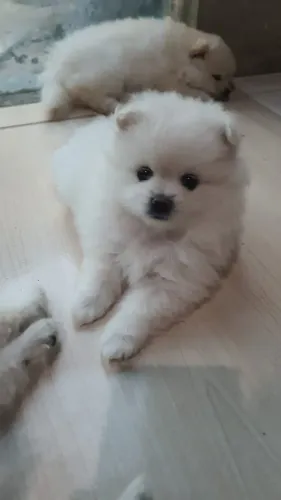 Lindas Fêmeas Lulu da Pomerânia