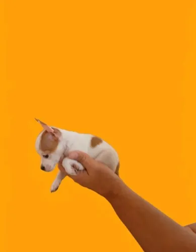 Pinscher fêmea