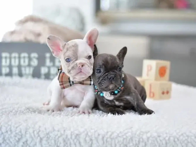 Bulldog Frances Machos e Femeas
