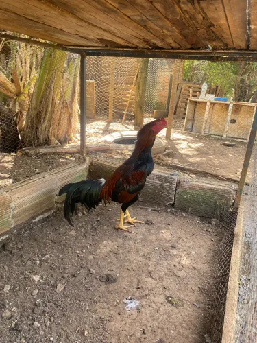 Galo índio