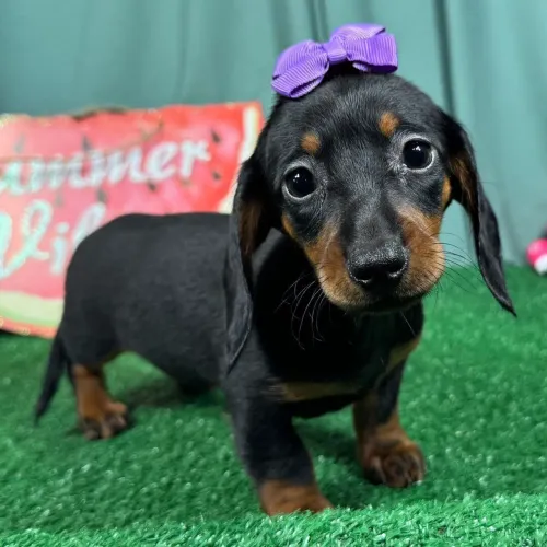 Dachshund/ Filhote criados com muito amor e cuidado