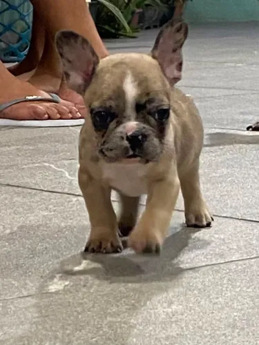 Cachorros 