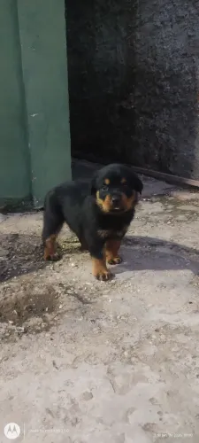 Vendo filhotes de Rottweiler