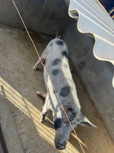 Vendo porco piau caipira