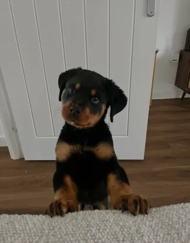 Segurança, companheirismo e imponência em um só cão. Conheça nossos Rottweilers!