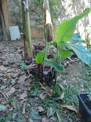 Mudas de banana maçã