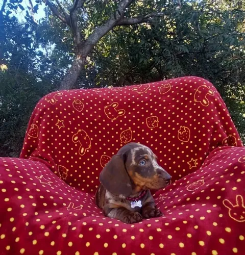Linda fêmea Dachshund disponível